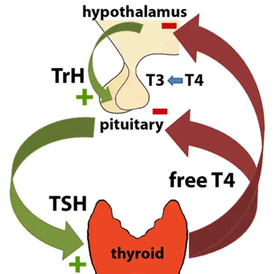 TSH Stimulation by TRH (Thyrotropin) Test